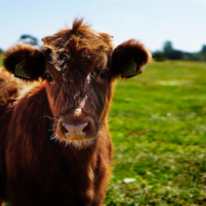 Matériels agricole