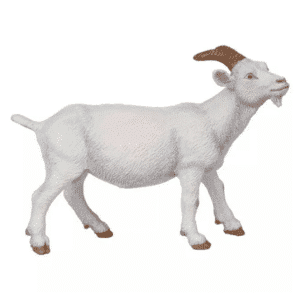 Chèvre blanche PAPO