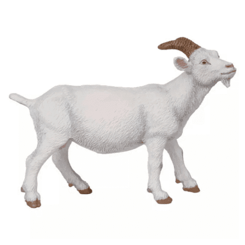 Chèvre blanche PAPO
