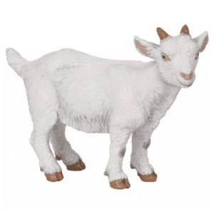Chevreau blanc PAPO