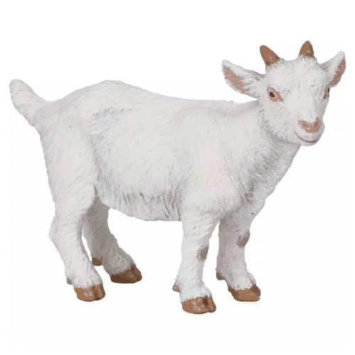Chevreau blanc PAPO