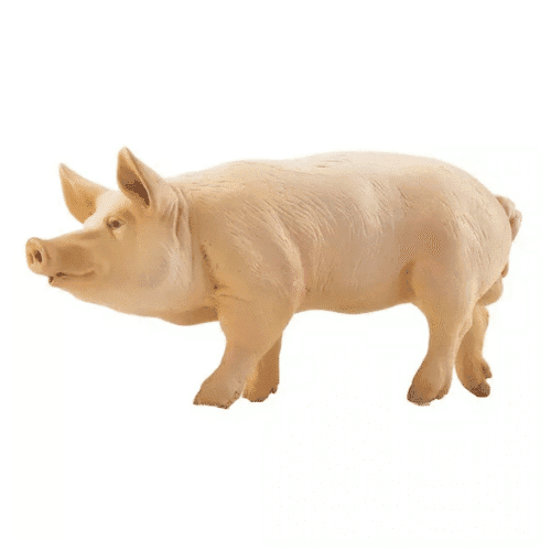 Cochon PAPO