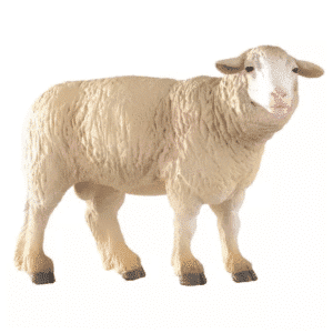 Mouton merinos PAPO