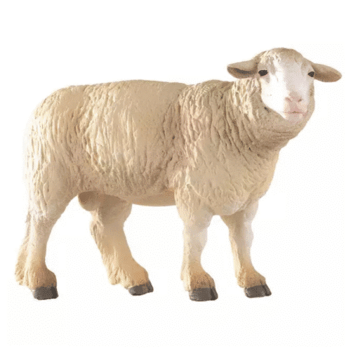 Mouton merinos PAPO
